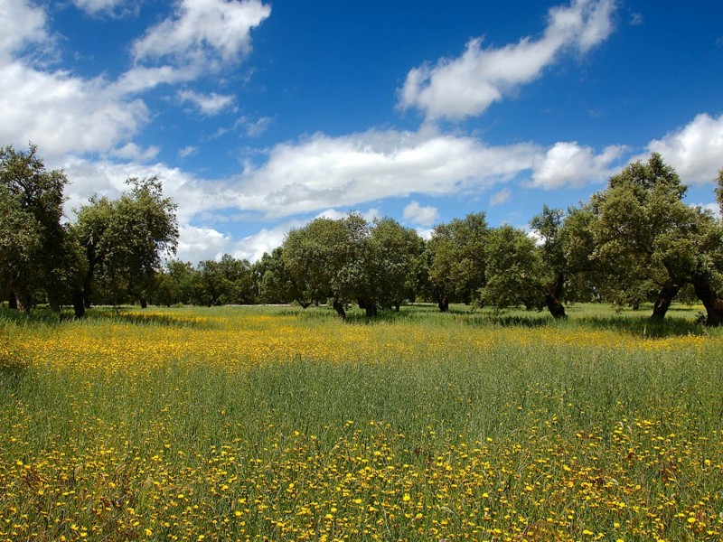 Campos Andaluces